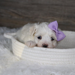 Missy - Available 2/4