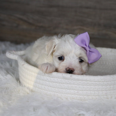 Missy - Available 2/4