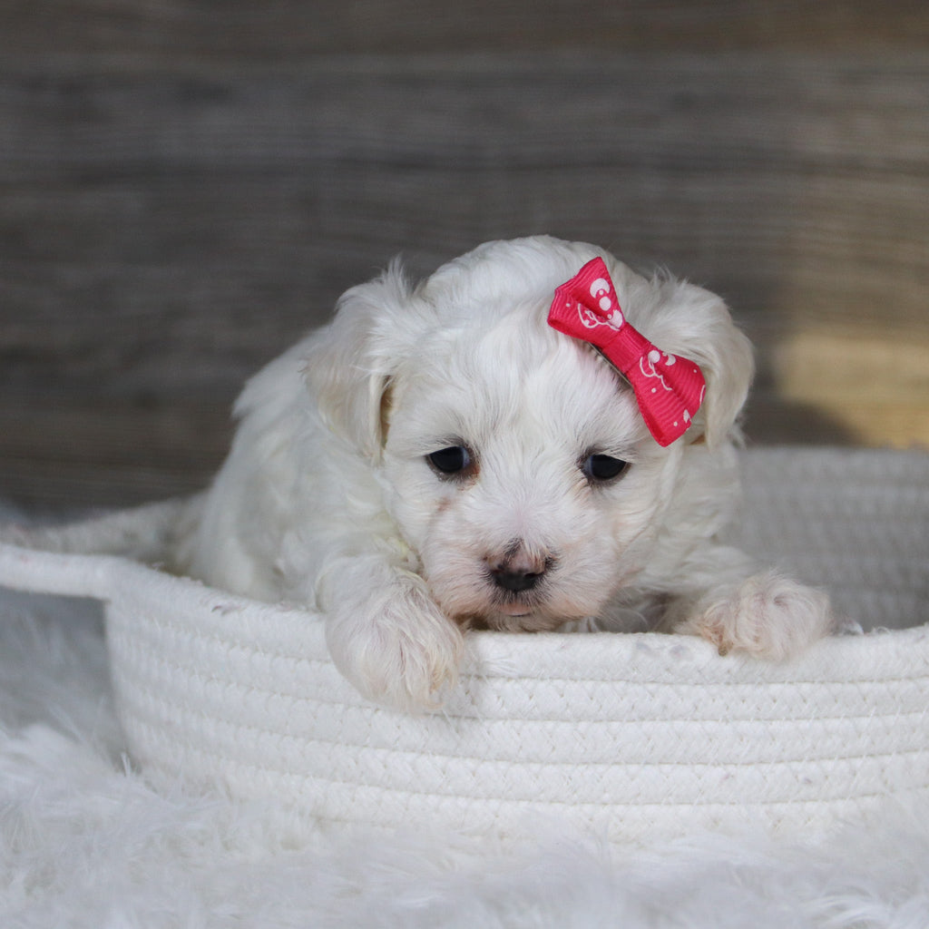 Bamba - Available 2/4