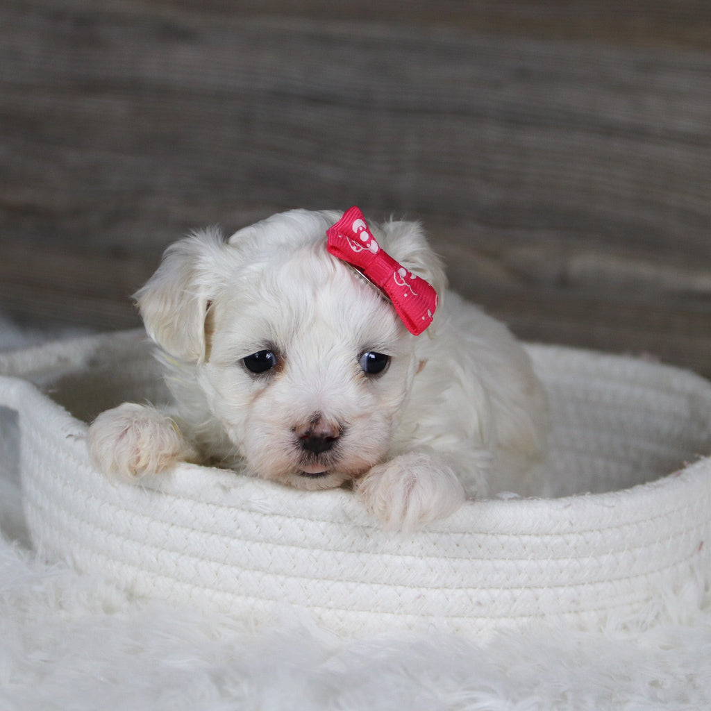 Bamba - Available 2/4