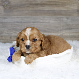 Frito - Available 2/4