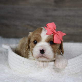 Madonna - Available 2/4