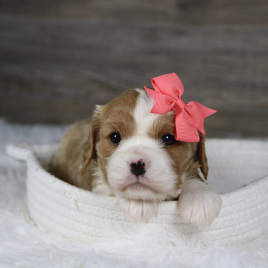 Madonna - Available 2/4