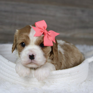 Madonna - Available 2/4