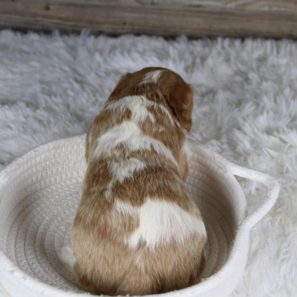 Madonna - Available 2/4