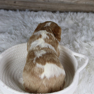 Madonna - Available 2/4