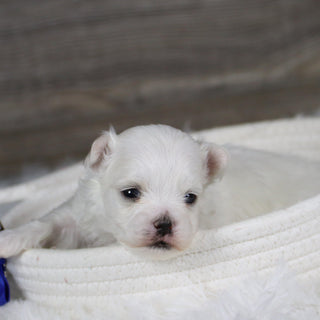 Hoops - Available 2/11