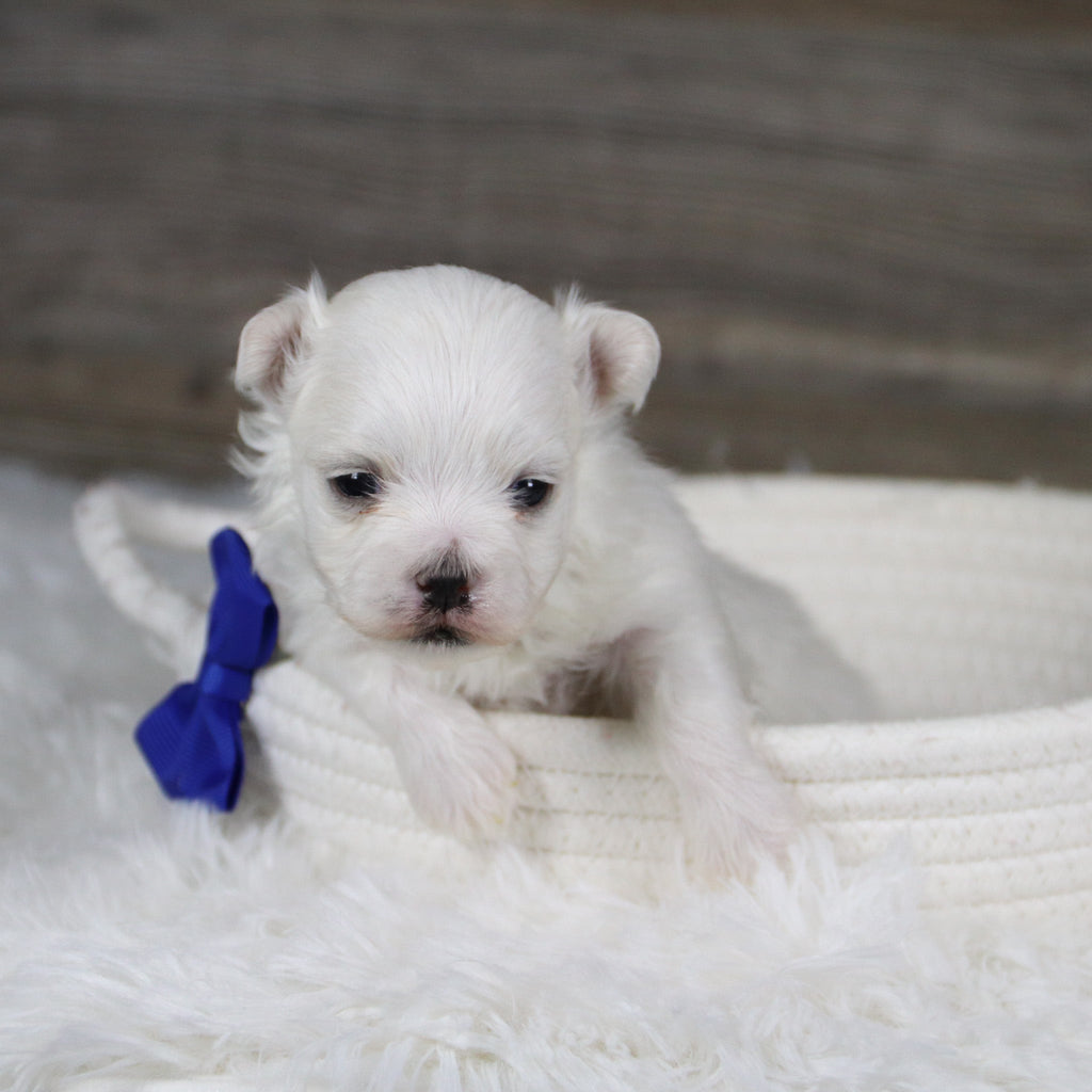 Hoops - Available 2/11