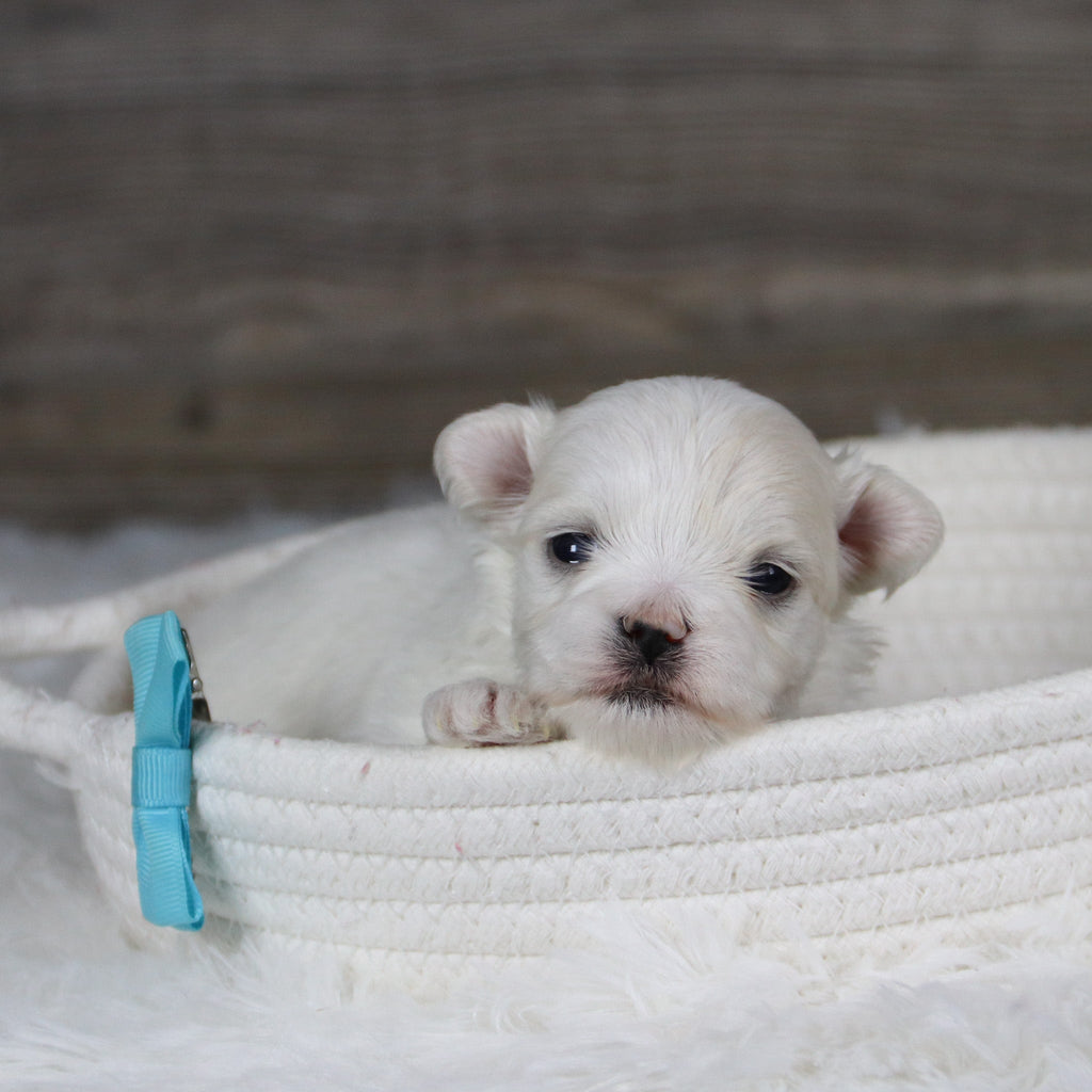 Marbles - Available 2/11