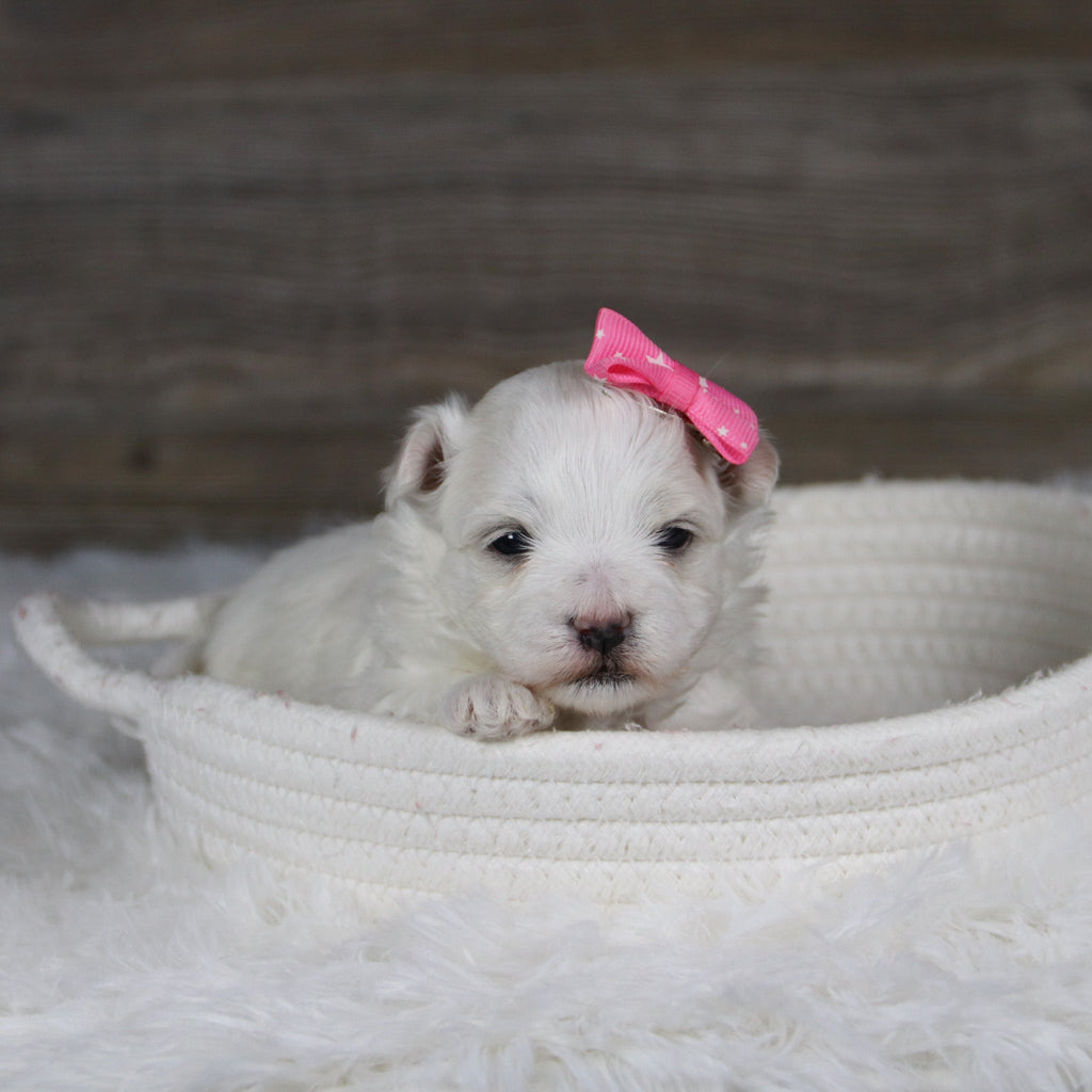 Leia - Available 2/11