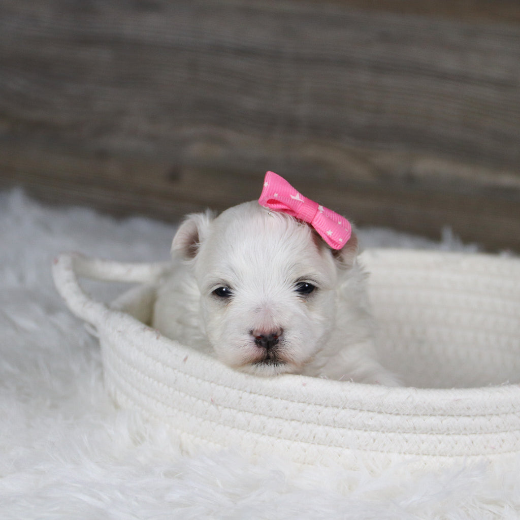 Leia - Available 2/11