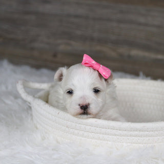 Leia - Available 2/11