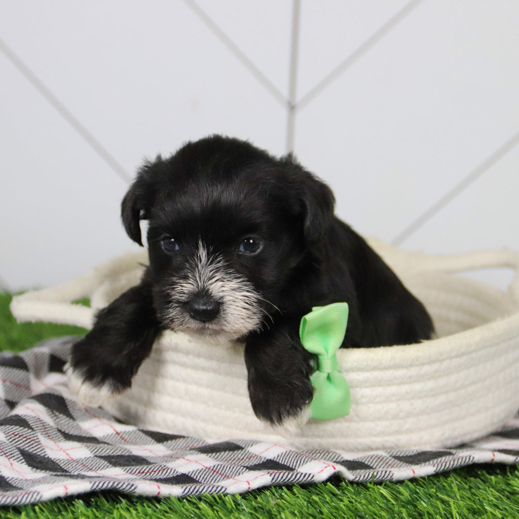 Rodney - Available 12/31