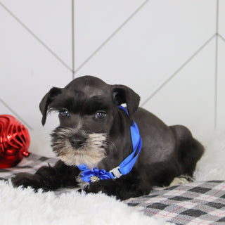 Rodney - Available 12/31