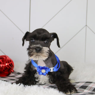 Rodney - Available 12/31