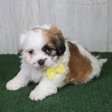 Carmen - Available 5/21