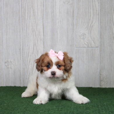 Dixie - Available 5/21