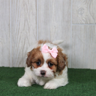 Dixie - Available 5/21