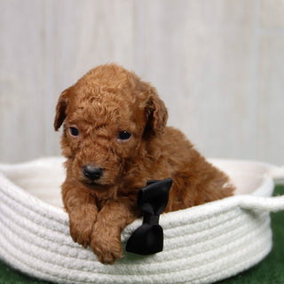 Simba - Available 5/21
