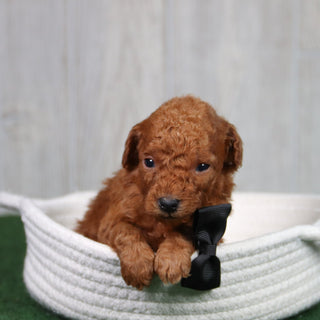 Simba - Available 5/21