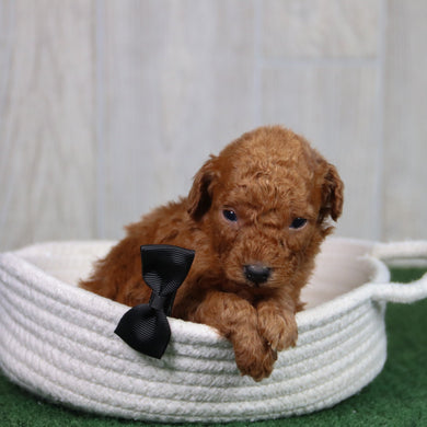 Simba - Available 5/21