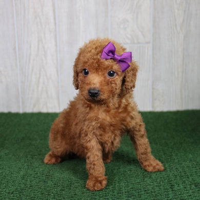 Nikki - Available 5/21