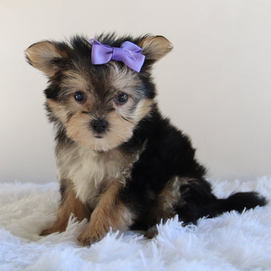 Misty - Available 8/27