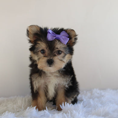 Misty - Available 8/27