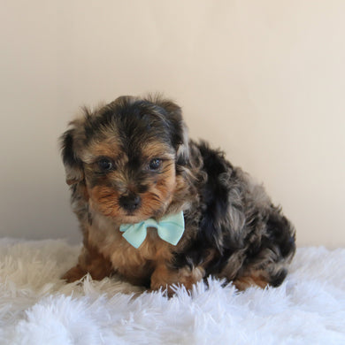 Hank - Available 8/27