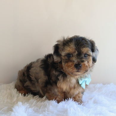 Hank - Available 8/27