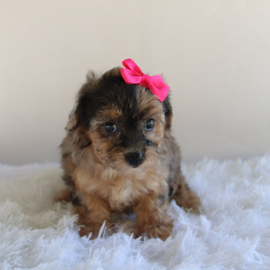 Nancy - Available 8/27