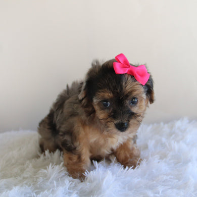 Nancy - Available 8/27