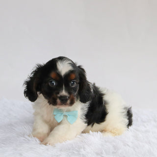 Simba - Available Now