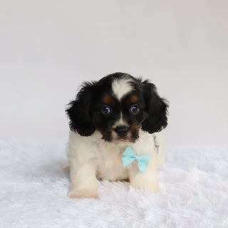 Simba - Available Now
