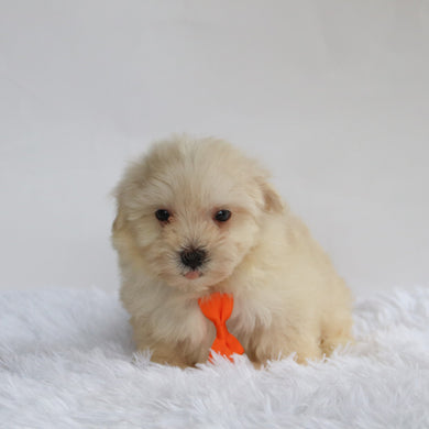 Bear - Available 9/3