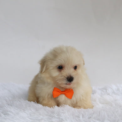 Bear - Available 9/3