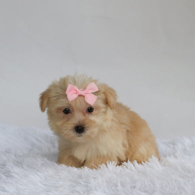 Ariana - Available 9/3