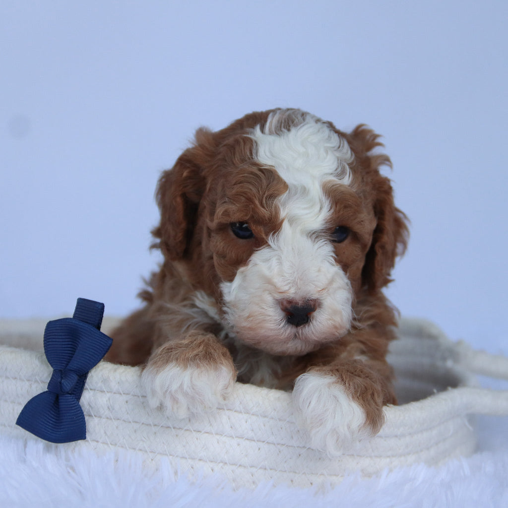 Ollie - Available 10/15