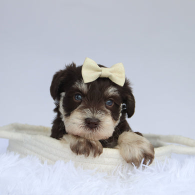 Oaklynn - Available 9/3