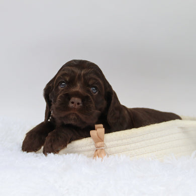 Carson - Available 10/29