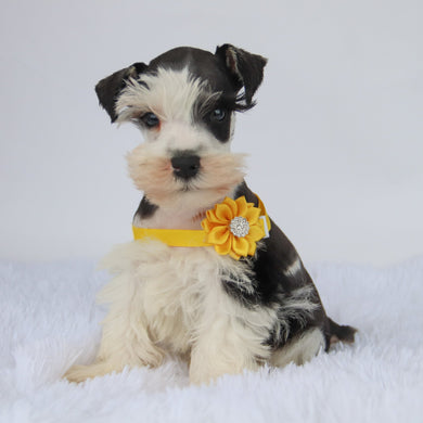 Jake - Available 9/3