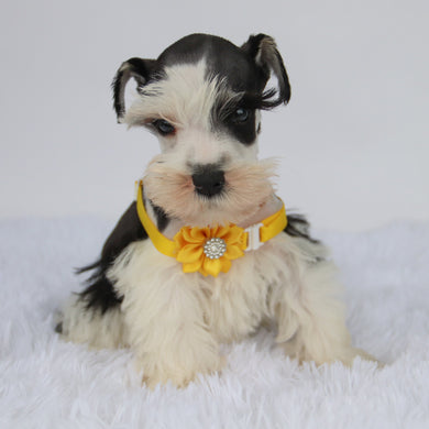 Jake - Available 9/3