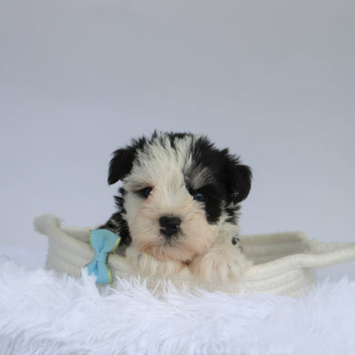 Jake - Available 9/3