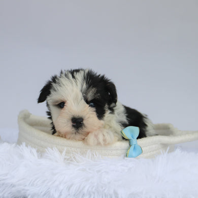 Jake - Available 9/3