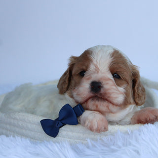 Oliver - Available 10/22
