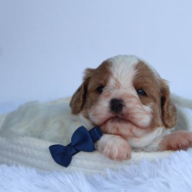 Oliver - Available 10/22
