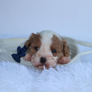 Oliver - Available 10/22