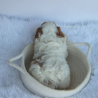 Oliver - Available 10/22