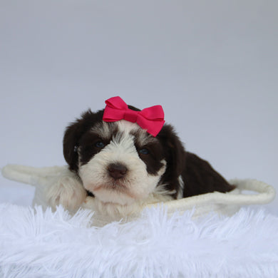 Shelly - Available 9/3