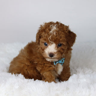 Devin - Available 11/12